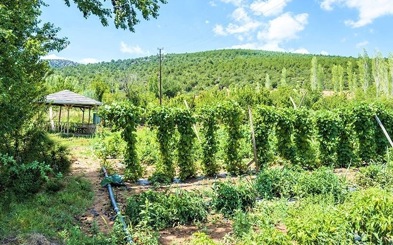 BAĞ / BAHÇE